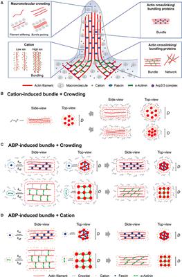 Regulation of Actin Bundle Mechanics and Structure by Intracellular Environmental Factors